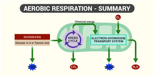 Respiration In Plants Respiration In Roots Stem And In