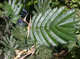 Image result for Acacia cornigera