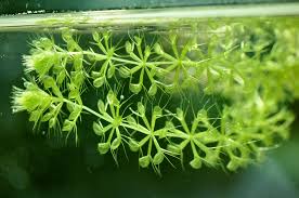 Image result for Aldrovanda vesiculosa