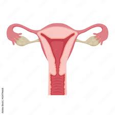 Ever wondered who the richest women in showbiz are? Illustration Of Human Uterus Female Internal Organs Body Physical Anatomy Health Stock Vector Adobe Stock