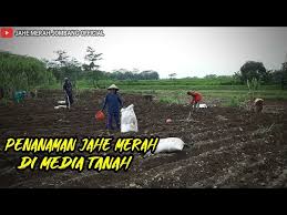 Menyiapkan lahan tanam jahe merah. Langkah Awal Menanam Jahe Merah Di Lahan Terbuka Jahe Merah Jombang Youtube