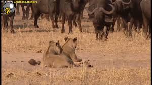 راز بقا _ شکار شیر