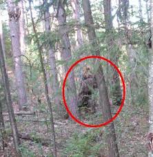Sasquatch Sighting Sasquatch Sightings Bigfoot Pictures Real Bigfoot Pictures