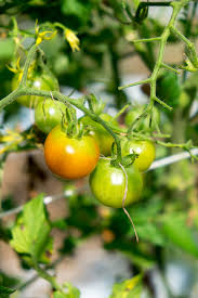 The duration for ripening your tomatoes also depends on the method you applied for ripening them. Why Are My Tomatoes Not Ripening Better Homes Gardens