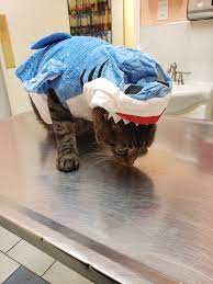 60609, 60617, 60621, 60623, 60628, 60629, 60632, 60636. Chicago Pet Clinic Home Facebook