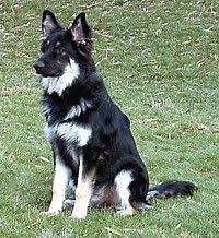 Black And Silver German Shepherd Puppies For Sale Near Me Black And Silver Long Haired Gsd German Sheperd Dogs German Shepherd Dogs German Shepherd