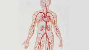 We hope this post inspired you and help you what you are looking for. Artery Structure Function And Disease