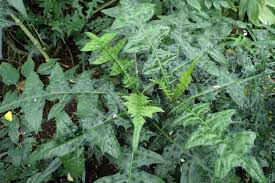 Image result for Acanthus montanus