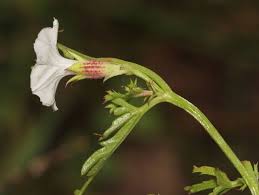 Image result for Ipomoea coptica