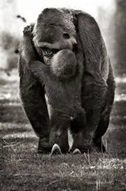 صور غوريلات معلومات وانواع الغوريلا Animals Cute Animals Baby Animals