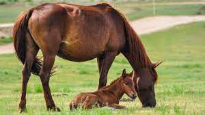 Why Do Only 3yr Old Horses Race In The Kentucky Derby