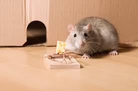 Maybe you would like to learn more about one of these? How To Get Rid Of Mice Using Noise