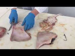 Check spelling or type a new query. Come Si Pulisce Il Pesce Razza Youtube