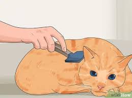 Do cats shed a lot? 3 Ways To Keep Cats From Shedding Wikihow