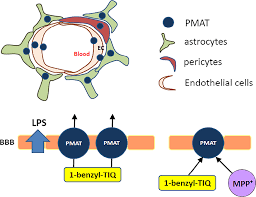 Prophase, metaphase, anaphase, and telophase. Effects Of Lipopolysaccharide On The Expression Of Plasma Membrane Monoamine Transporter Pmat At The Blood Brain Barrier And Its Implications To The Transport Of Neurotoxins Wu 2015 Journal Of Neurochemistry