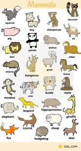 mammals vocabulary animals name in english mammals mammals activities