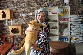 Kucing yang terserang virus ini bisanya. Kucing Kena Sakit Buah Pinggang Ni Kemungkinan Penyebabnya Kitareporters Semua Boleh Jadi Reporter
