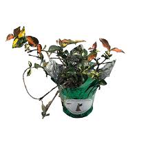 Like many landscape plants, it is propagated by rooting stem cuttings. Minima Jasmine Summer Sunset Tropical Rare Red Variegation Live Groundcover Fragrant Flowers Plant Starter Size 4 Inch Pot Emerald R Emerald Goddess Gardens