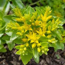 Maybe you would like to learn more about one of these? Sedum Golden Queen Stonecrop Golden Queen Uploaded By Mattfeaton