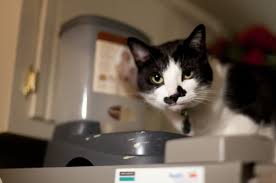 Image result for kitler