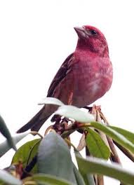 In Late Summer The Purple Finch Begins To Molt And In Winter Plumage A Male S Reddish Areas Appear Frosted The Rich Breeding Color Bird Species Finch Birds
