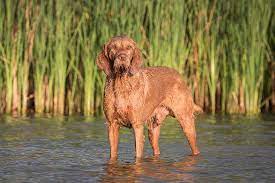 The breed is still rare in america; Wirehaired Vizsla Dog Breed Information