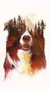 Forest Dog Iphone Wallpaper Iphone Wallpaper Iphone Wallpaer Skull Wallpaper
