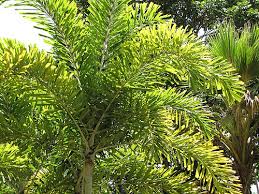 Image result for Wodyetia bifurcata