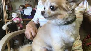 We did not find results for: Wicomico Humane Society Director Investigated