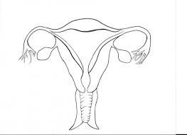 Learn about the female reproductive system's anatomy through diagrams and detailed facts. Female Reproductive System Diagram Unlabeled New Ovary Diagrams Female Reproductive System Female Reproductive System Anatomy Reproductive System