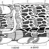 A sarcomere (greek σάρξ sarx flesh, μέρος meros part) is the smallest functional unit of striated muscle tissue. 1