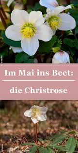 Die Christrose Pflanzen Pflegen Schneiden Und Freude Haben Im Pflanzenlexikon Von Schonerwohnen Pflanzen Garten Gart Christrose Pflanzen Blumen Pflanzen