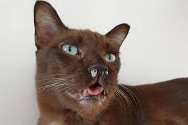 Core cat vaccinations are those that protect against especially common and/or particularly dangerous diseases the cost of vaccinating your kitten can vary widely depending on your geographical location, the individual veterinary practice you visit, the. Fvrcp Vaccine For Cats What You Need To Know We Re All About Cats