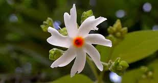 Medicinal Use Of Harsingar Night Jasmine Bimbima