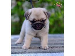 Pug Yavrular Kopek Dunyasi