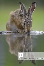 Feldhase Lepus Europaeus Trinkender Hase An Einer Wasserstelle Bugac Puszta Nationalpark Kiskunsag Ungarn Mit Bildern Ausgestopftes Tier Niedliche Tiere Feldhase