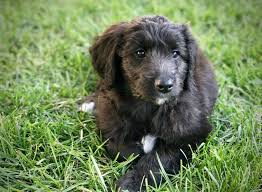 Gov Jerry Brown Appoints Deputy First Dog Cali The Bordoodle Ktla Dogs Bordoodle Jerry Brown