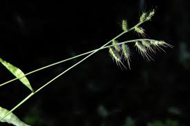 Image result for Oplismenus