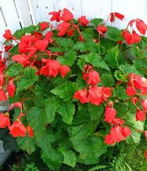 Giant Bertini Skaugum Begonia 3 Bulbs 7 Cm Blazing Fiery Red Begonia Fiery Red Red Flowers