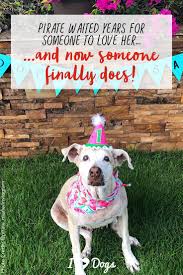 Us Army Servicewoman Rescues Pirate After 7 Years In A Shelter The Shelter Pet Project Cat Illnesses Dog Insurance