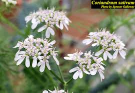 Image result for Coriandrum sativum