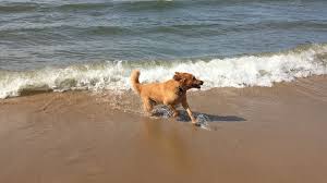 Unterstützung bekam er unter anderem vom chef der milliardenschweren liga. List Which Lake Michigan Beaches Allow Dogs Woodtv Com