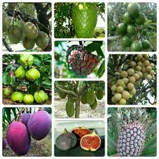 Buah ini bisa membuat kita kenyang lebih lama sehingga keinginan untuk makan banyak pun berkurang. Jual Paket 10 Jenis Buah Buahan Tropis Unggul Gratis 20 Bibit Buah Naga Merah Di Lapak Galeri Bibit Silvia Bukalapak