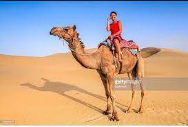 Why is the camel called the ship of the desert? Why Camel Is Known As Ship Of The Desert Brainly In