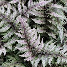 This deciduous fern has a creeping rhizomeand a. Athyrium Niponicum Pictum Japanese Painted Fern White Flower Farm