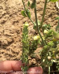 Image result for Justicia flava