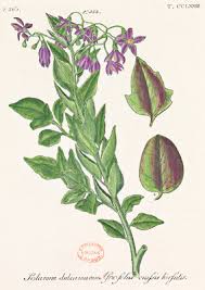 Image result for Solanum campylacanthum 'panduriforme type'