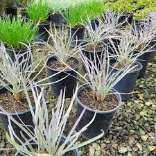 Image result for Tulbaghia cameronii