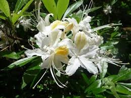 Rhododendron Occidentale In 2020 Azaleas White Azalea Rhododendron