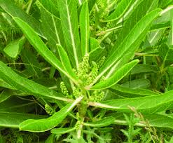 Image result for Phytolaccaceae